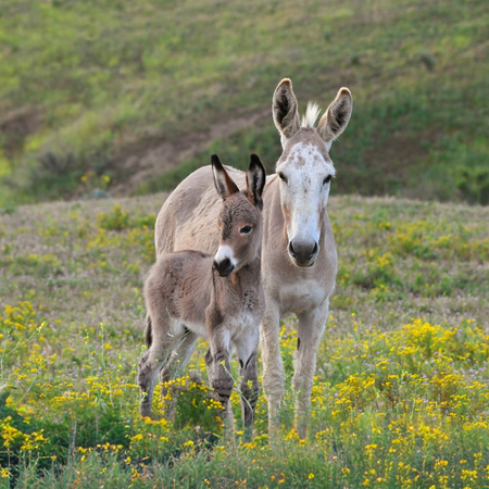 Wild burros of Moreno Valley, California
