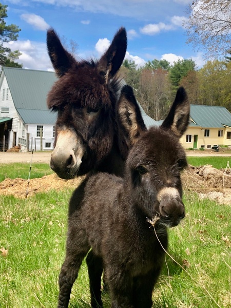 Entry image for Poppy and Miracle’s Poppy aka Teddy. Clicking this image will show a larger photo