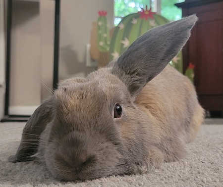 Peanut