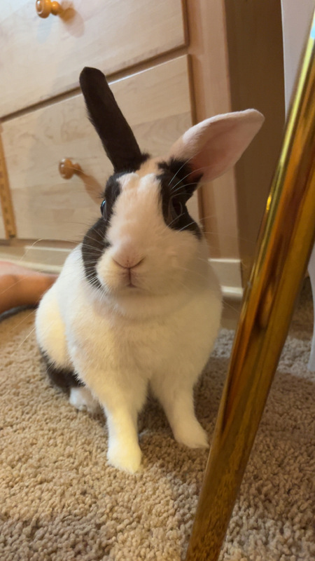 Belle