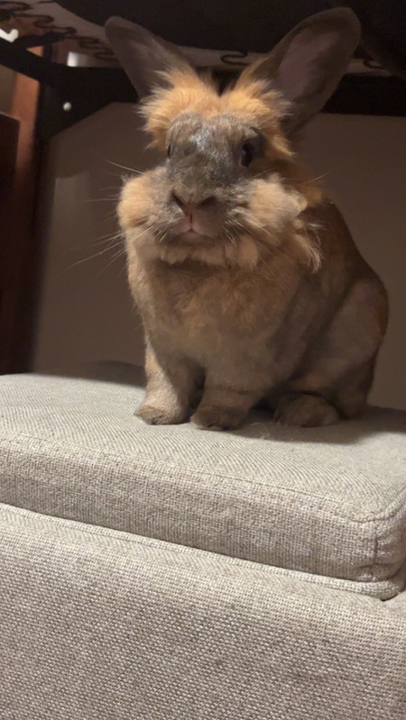 Nuzzle