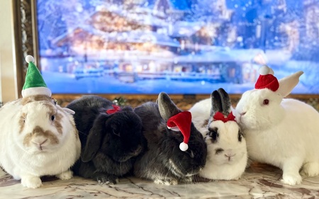 Eddie, Herman, Lily, Frank, Spook