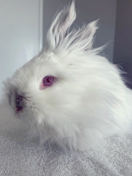 Hammy 
