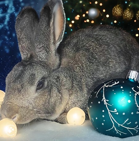 Mr Bunny