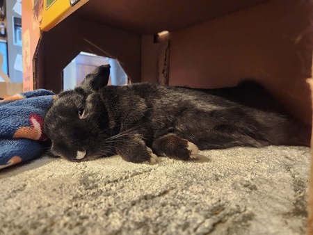 Sirius