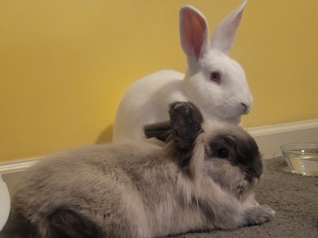 Ollie and Alice 