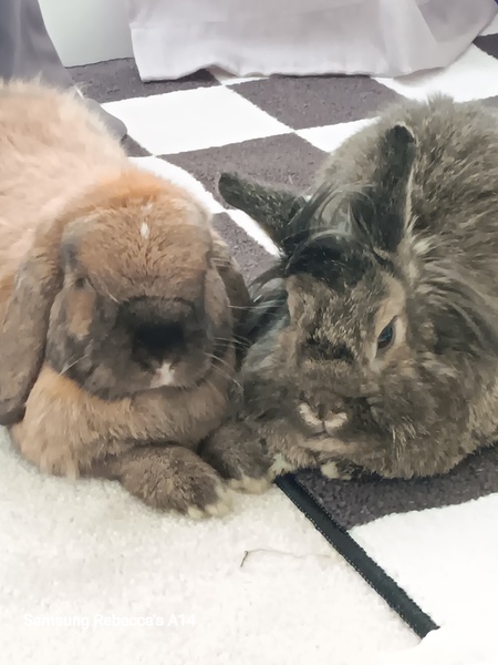 Oliver & Toffee