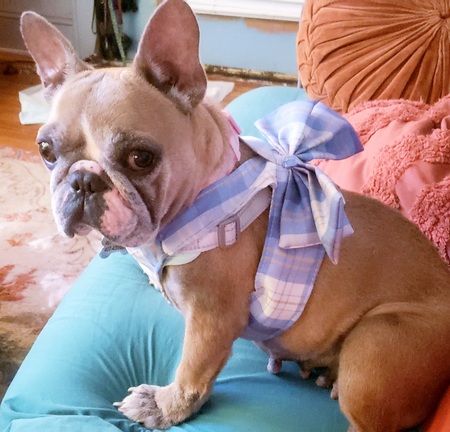 Gigi (aka Fifi)