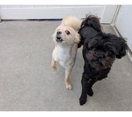 Reyna (aka Pella) and Storm