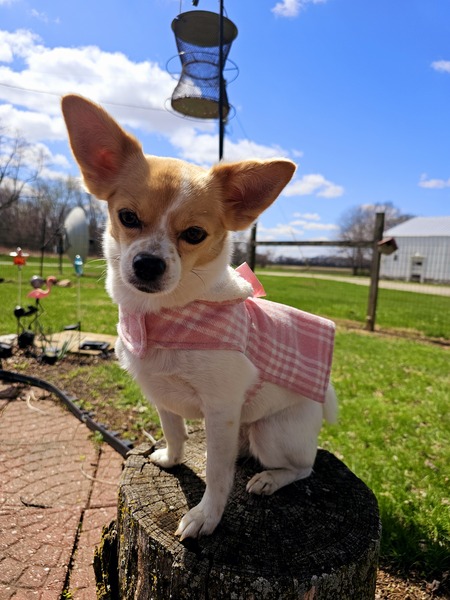 Susie Grace