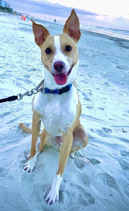 Duke