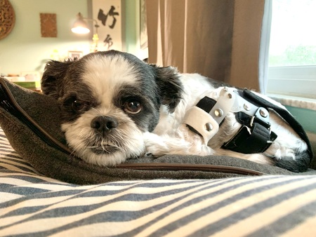Poe