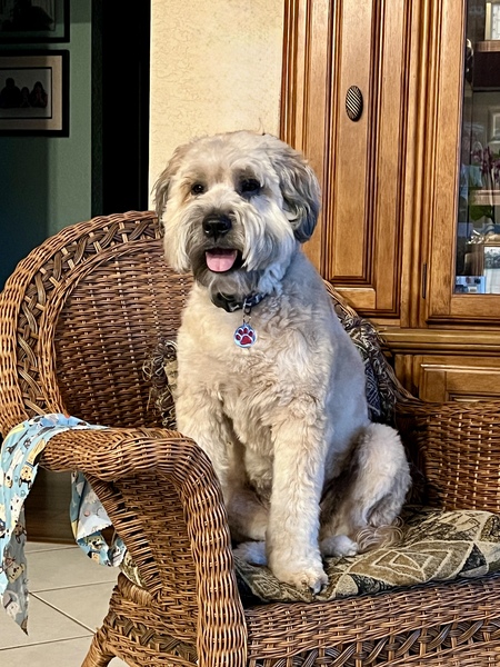 Chewy