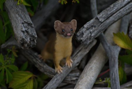Inquisitive Weasel