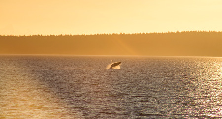 Golden Hour Whale