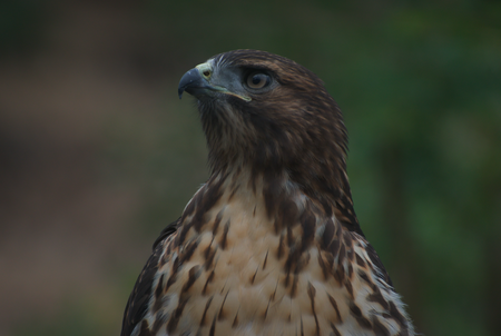 Hawk Portrait