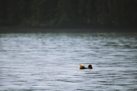 Otterly At Peace