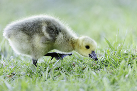 Canada Goose chick