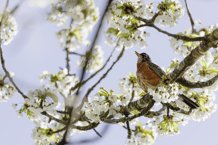 Robin in cherry blossoms