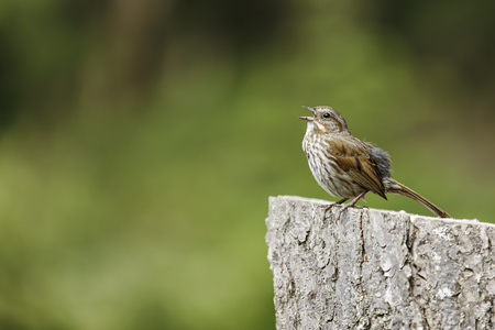Song Sparrow singing away