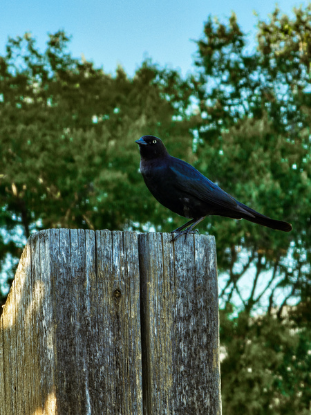 Blackbird