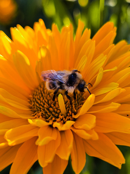Bumblebee in Flower