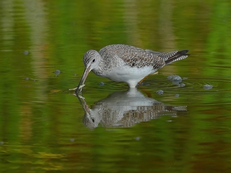 Greater Yellow Legs & Fish