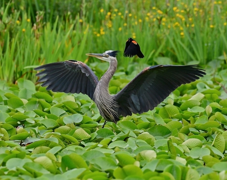 Heron Harassment