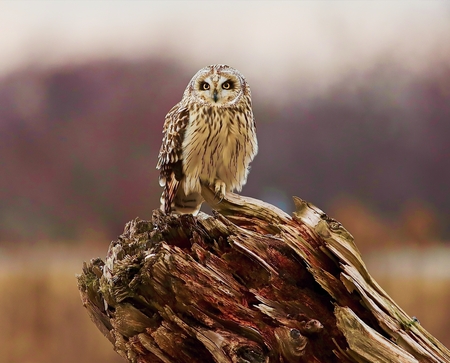 Short Eared Owl