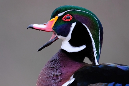Wood Duck Laughing