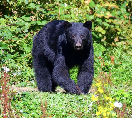 Beary surprised 