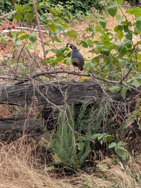 Quail along Galloping Goose