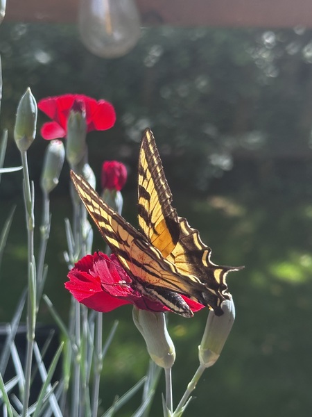 A visitor to the deck