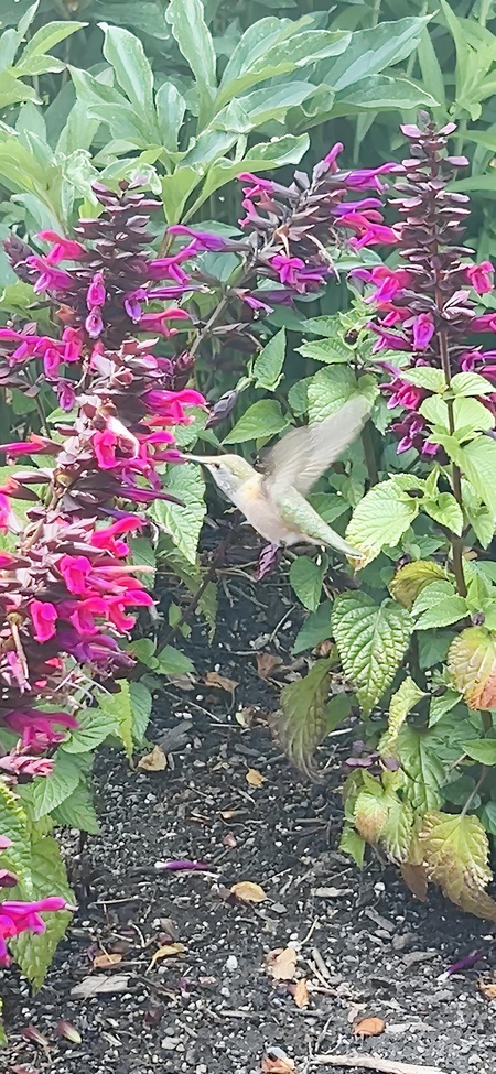 Hummingbird in Bloom