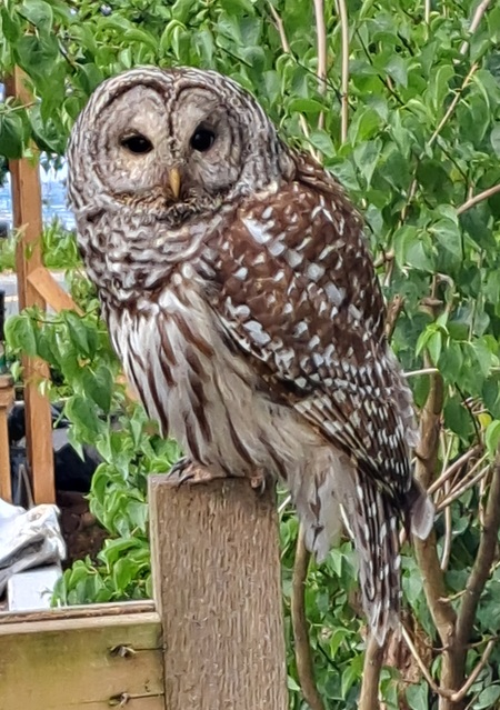 Wise Old Owl