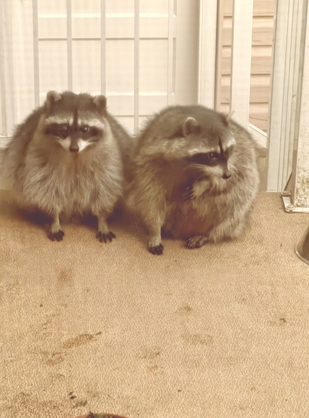 Raccoons 
