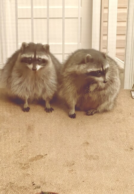 Raccoons 
