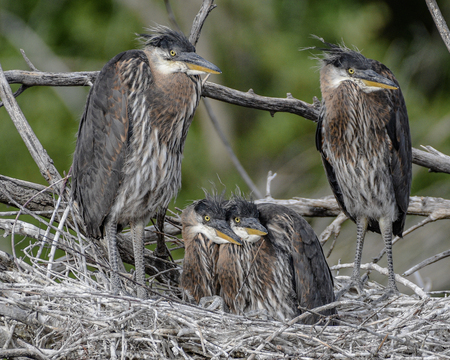 Great Blue Heron Chicks waiting for Mama