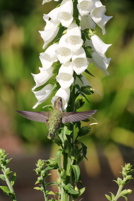 Hummingbird and Foxglove