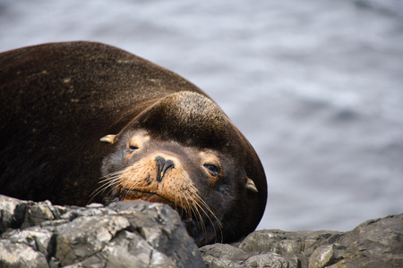 Lazy sealion
