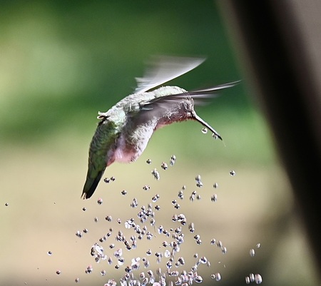 Hummer at fountan