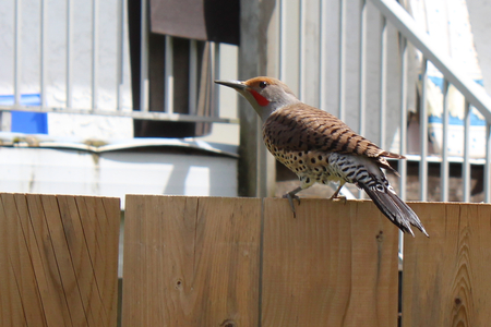 Northern Flicker 