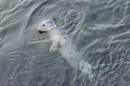 Owning the water