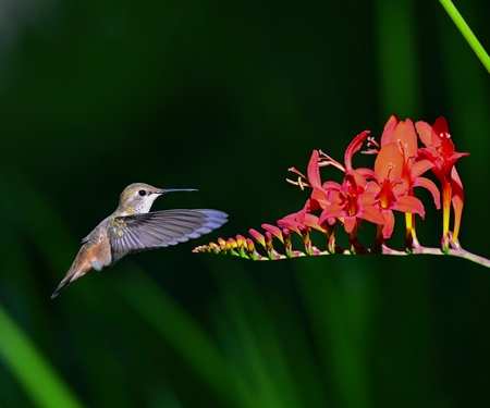 Rufous Splendour
