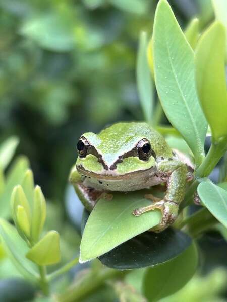 Easy Bein' Green