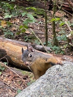 Squirrel hanging out