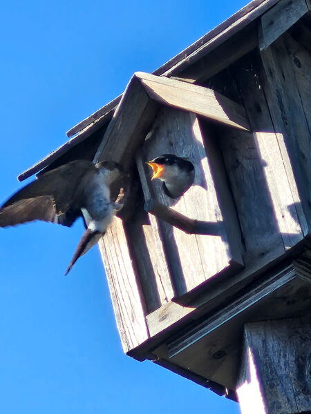 Baby swallow getting fed