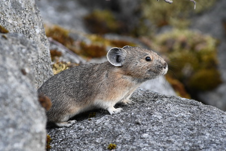 American Pika 