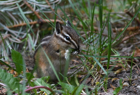 Chipmunk Eating a Dandelion
