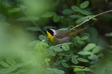 Male Common Yellowthroat